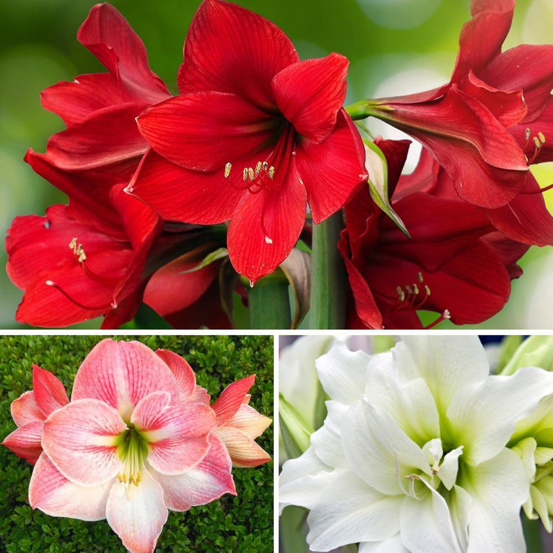 Collage of Red, Pink, and White Amaryllis