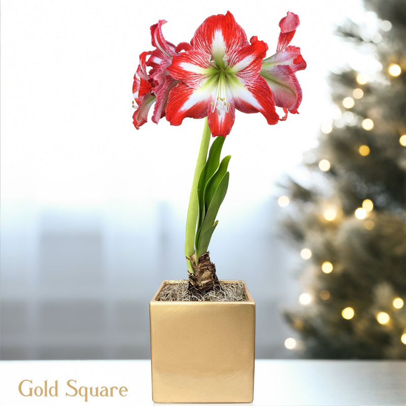 red and white amaryllis Minerva blooming in gold square