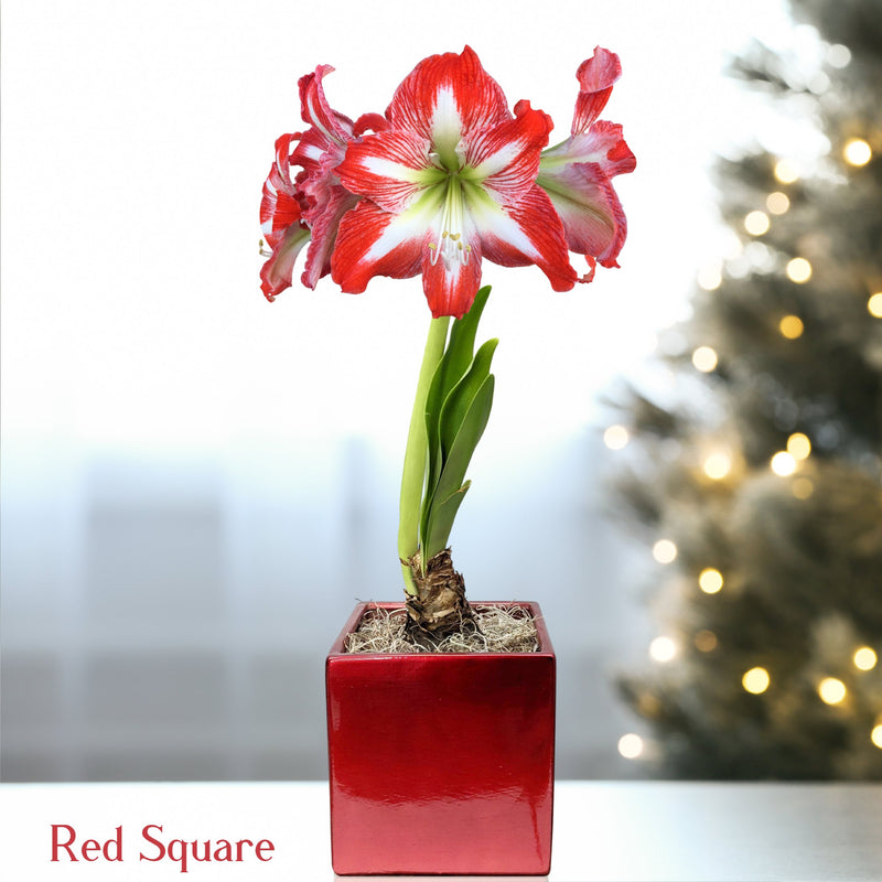 Red & White Amaryllis Minerva in a red square