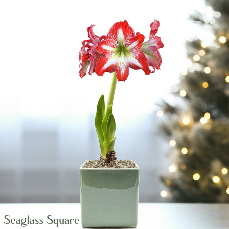 Red & White Amaryllis Minerva in a seaglass square