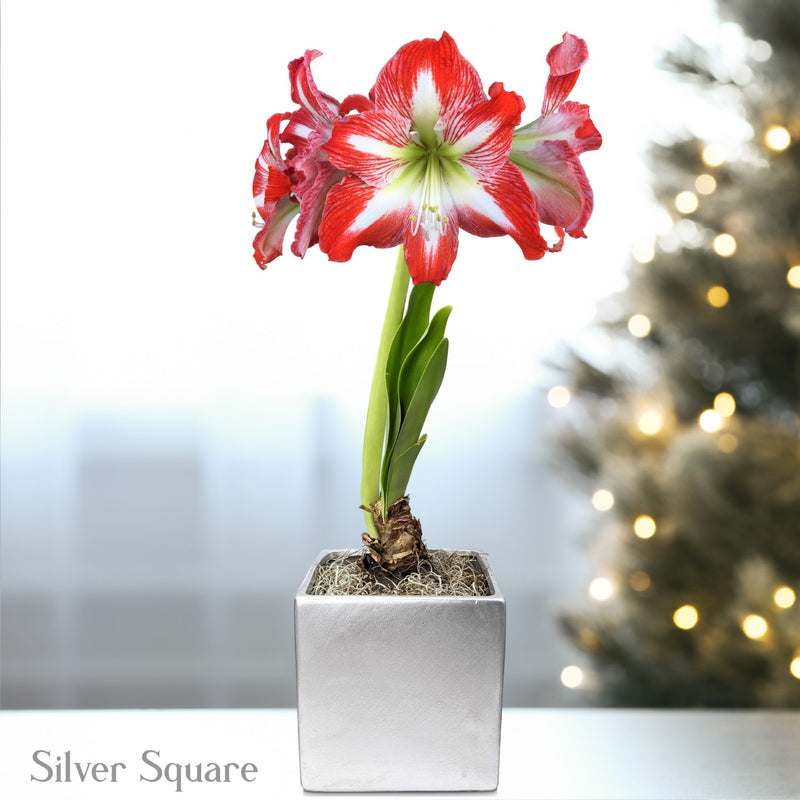 Red & White Amaryllis Minerva in a silver square