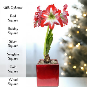Red & White Amaryllis Minerva Gift