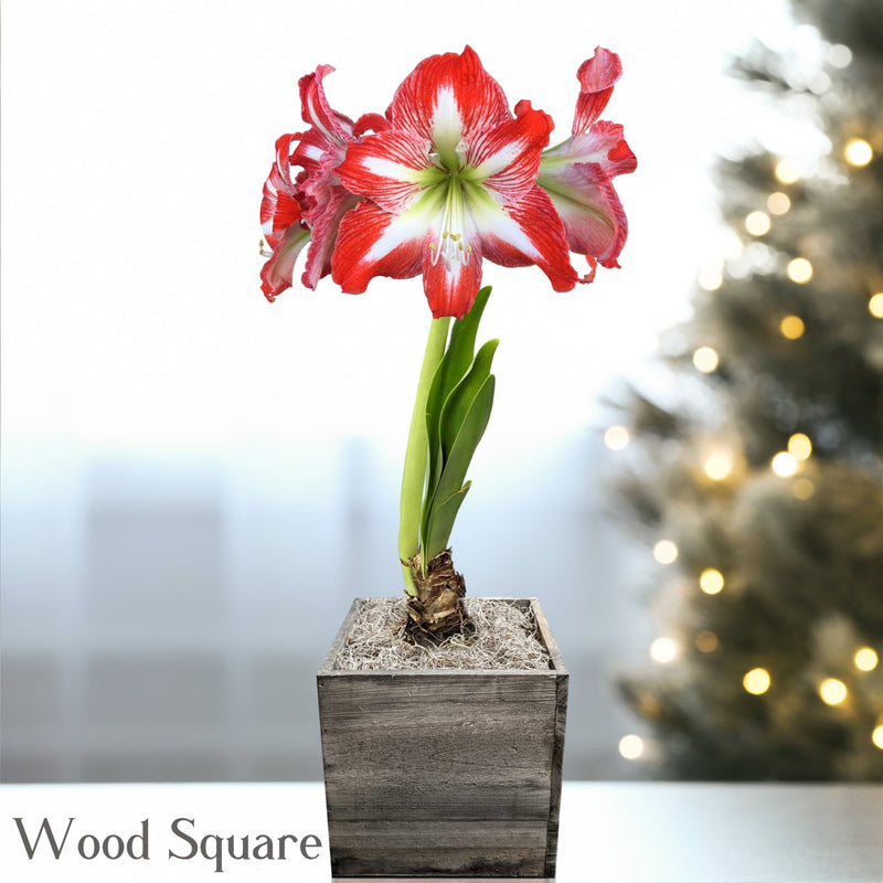 Amaryllis Minerva blooming in a wood square planter