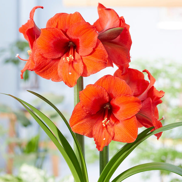 Amaryllisページ Gorgeous Orange Amaryllis Bulbs for Sale Online | Desire – Easy To