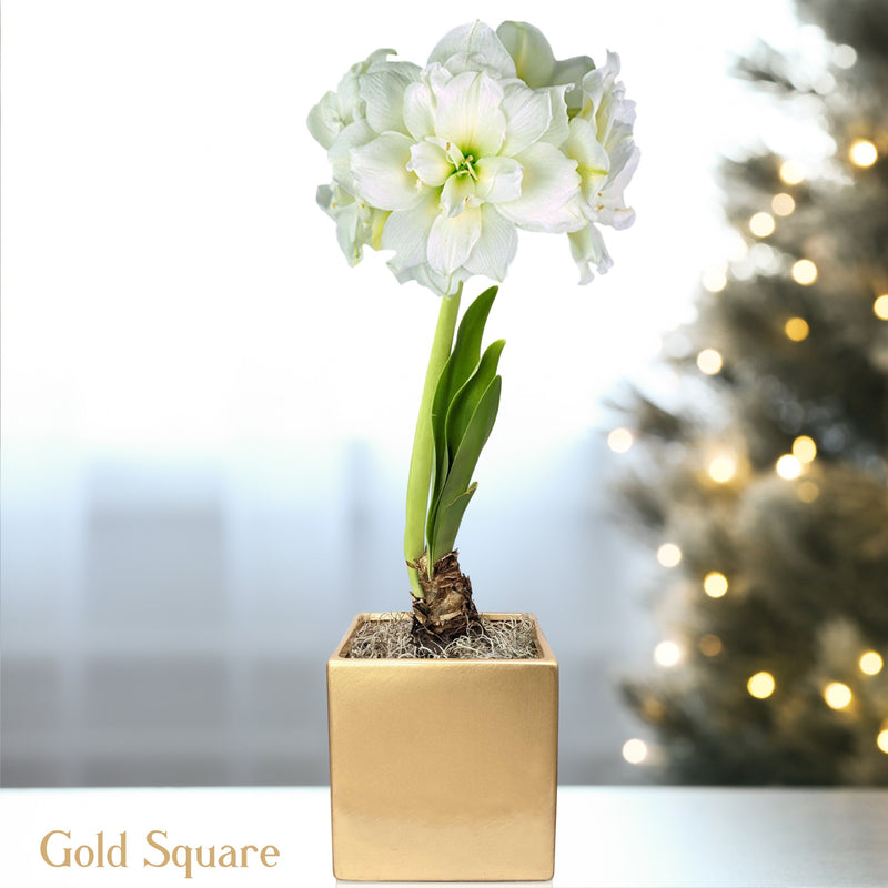 Double White Amaryllis Snow Drift in a gold square
