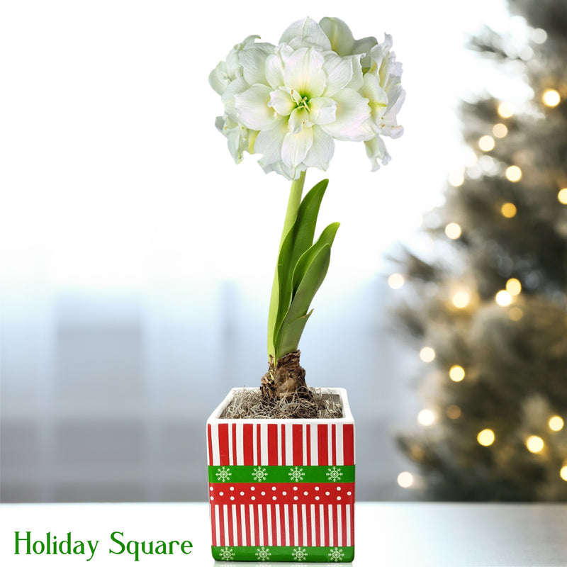 Double White Amaryllis Snow Drift in a holiday square
