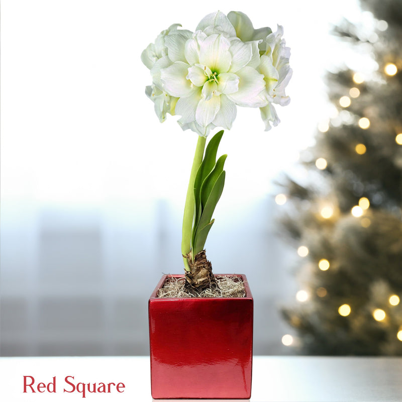 Double White Amaryllis Snow Drift in a red square