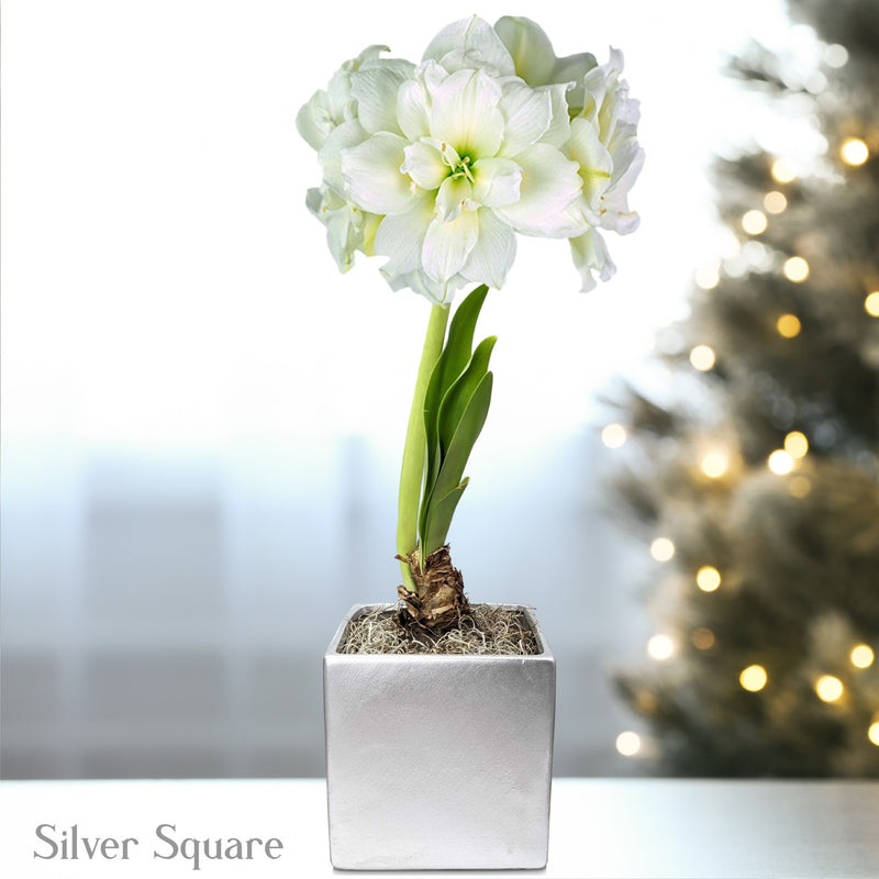 Double White Amaryllis Snow Drift in a silver square