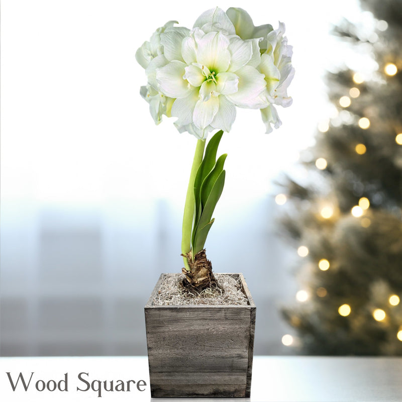 Amaryllis Snow Drift blooming in a wood square planter