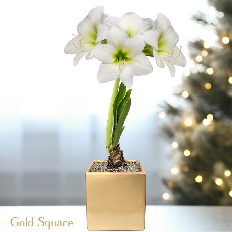 Amaryllis White Christmas in a gold square