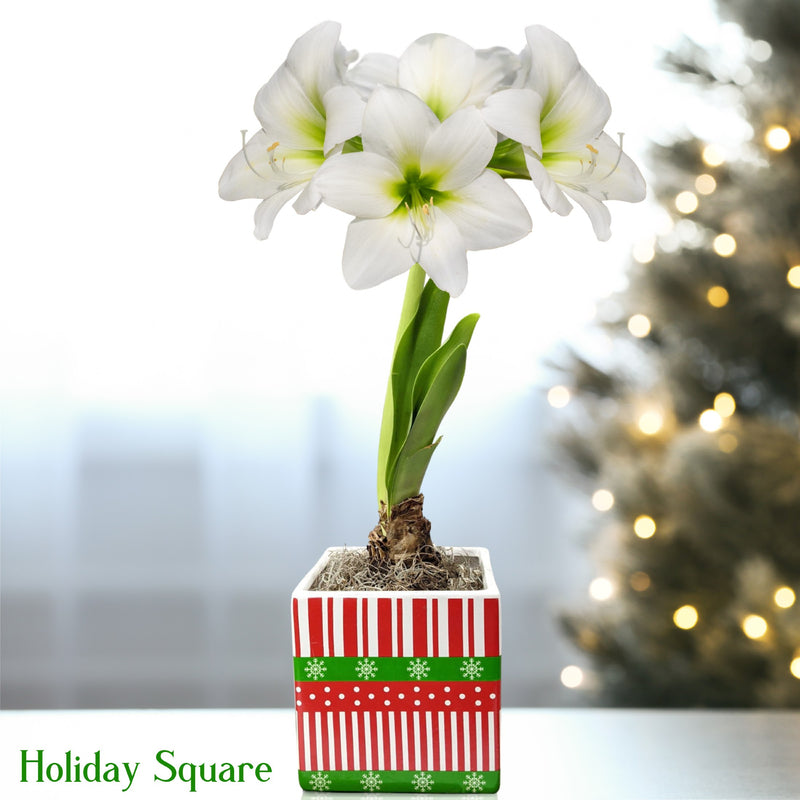 Amaryllis White Christmas in a holiday square