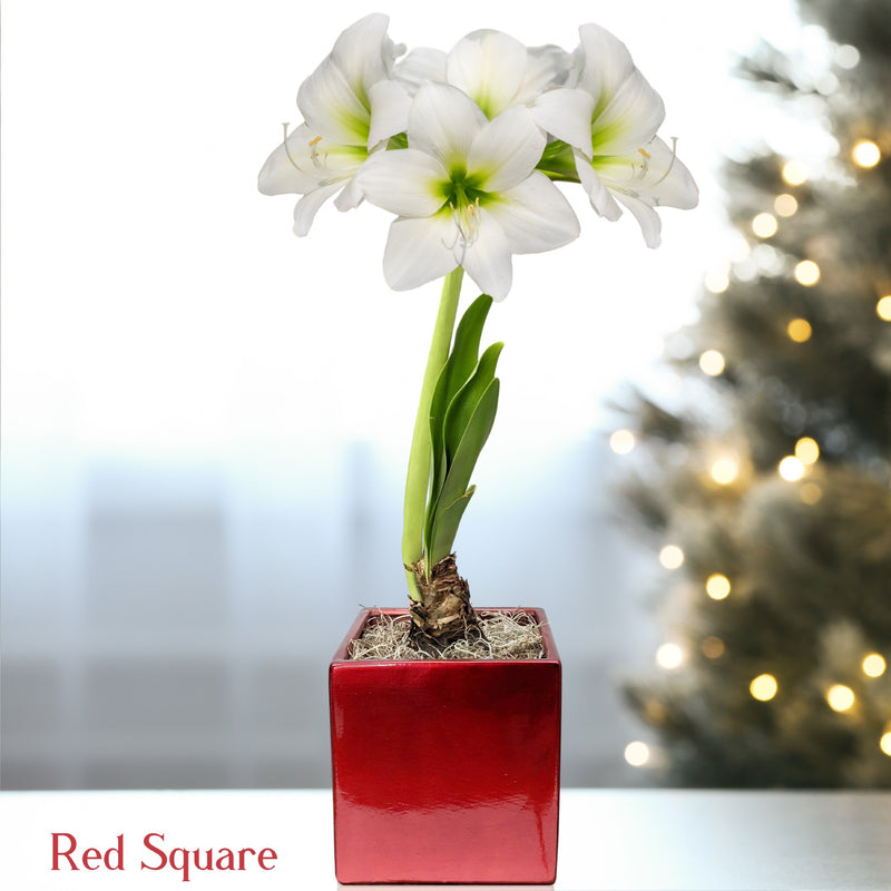 Amaryllis White Christmas in a red square