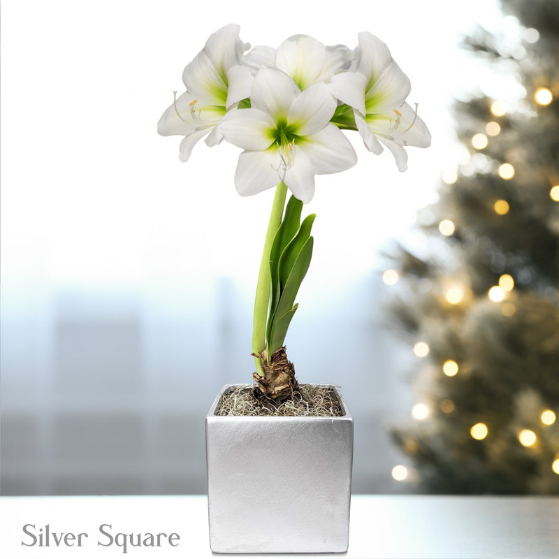 Amaryllis White Christmas in a silver square