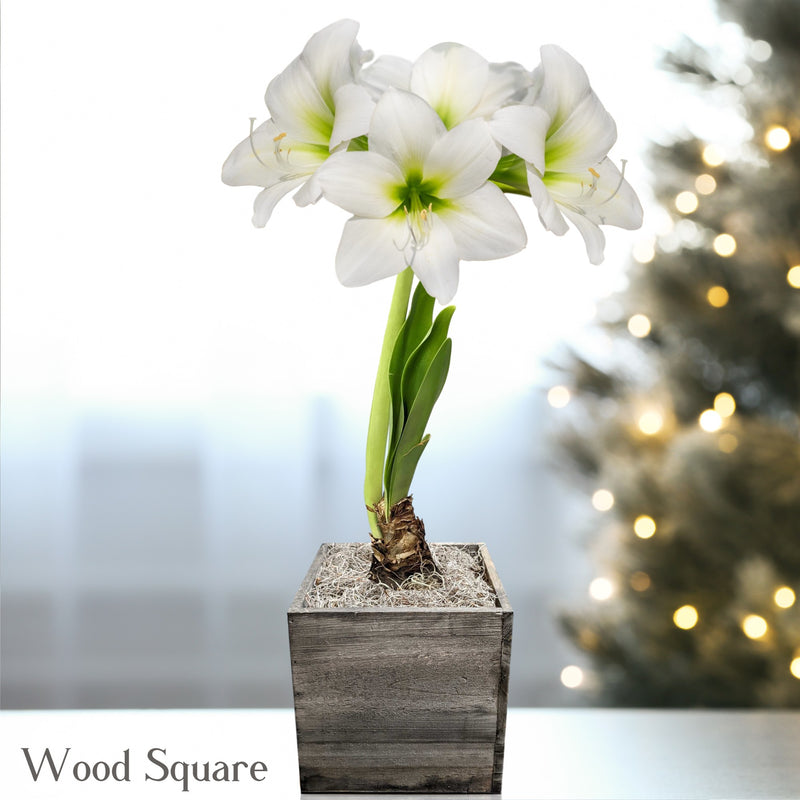 Amaryllis White Christmas blooming in a wood square planter