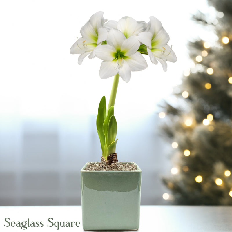 blooming amaryllis White Christmas in a seaglass square