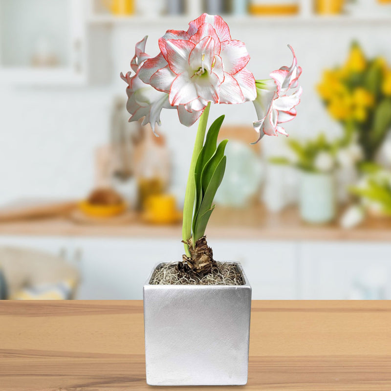 Amaryllis Aphrodite Gift in a Square Planter