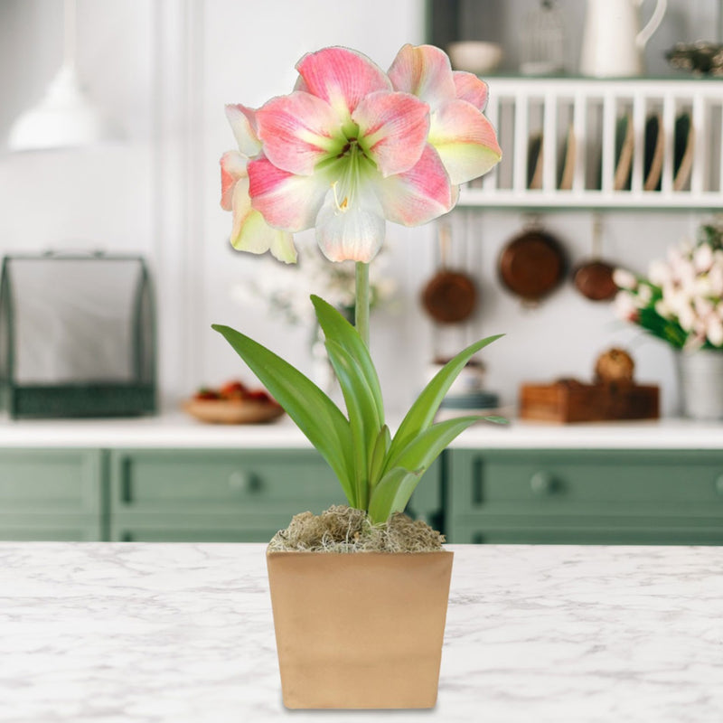 pink and white amaryllis apple blossom in a gold square