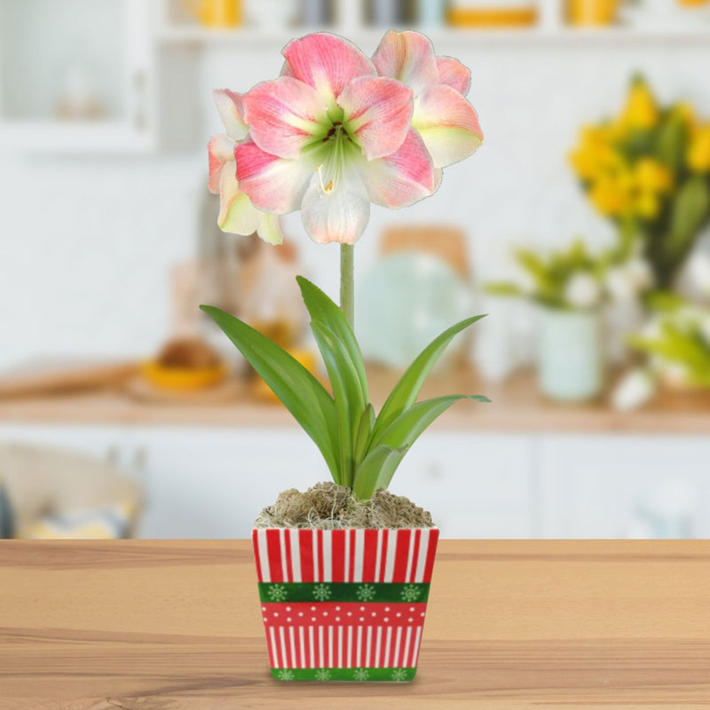 pink and white amaryllis apple blossom in a holiday square