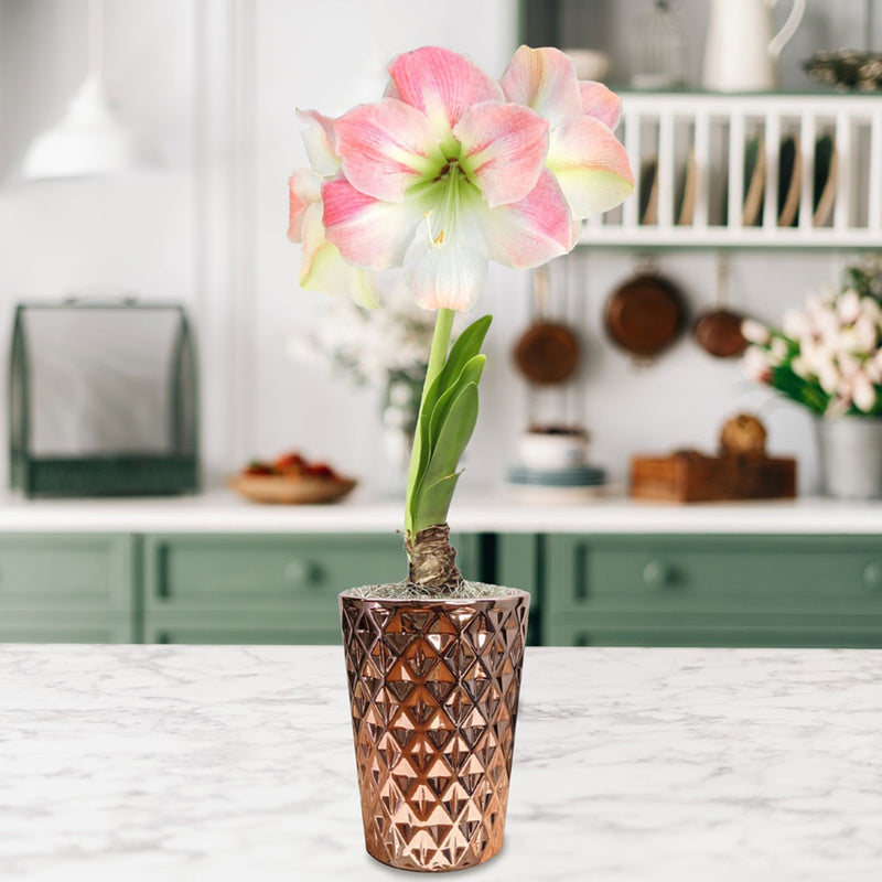 Pink & White Amaryllis Apple Blossom in a Rose Gold Vase