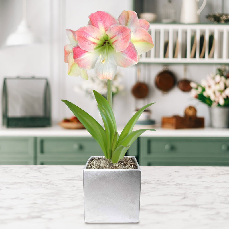 white & pink amaryllis in a silver square gift