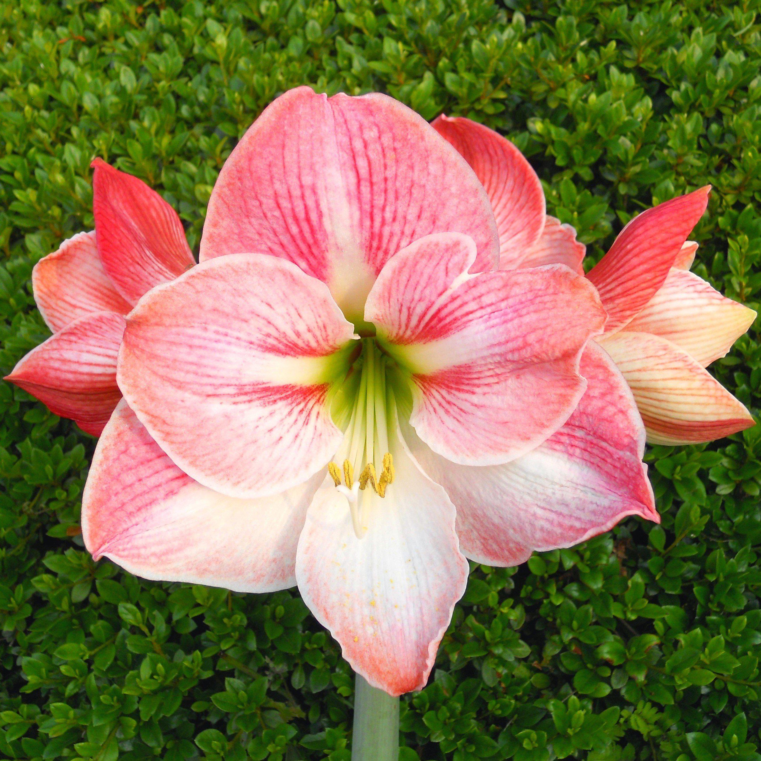 Pink White Amaryllis Bulbs For Sale Amaryllis Apple Blossom Easy Pink white amaryllis bulbs for sale amaryllis apple blossom easy