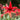 Single Amaryllis Bogota Flower