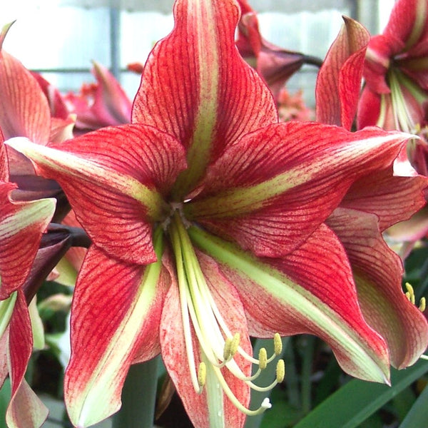 Amaryllis_Cherry_Crush.
