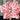blooming dancing queen amaryllis