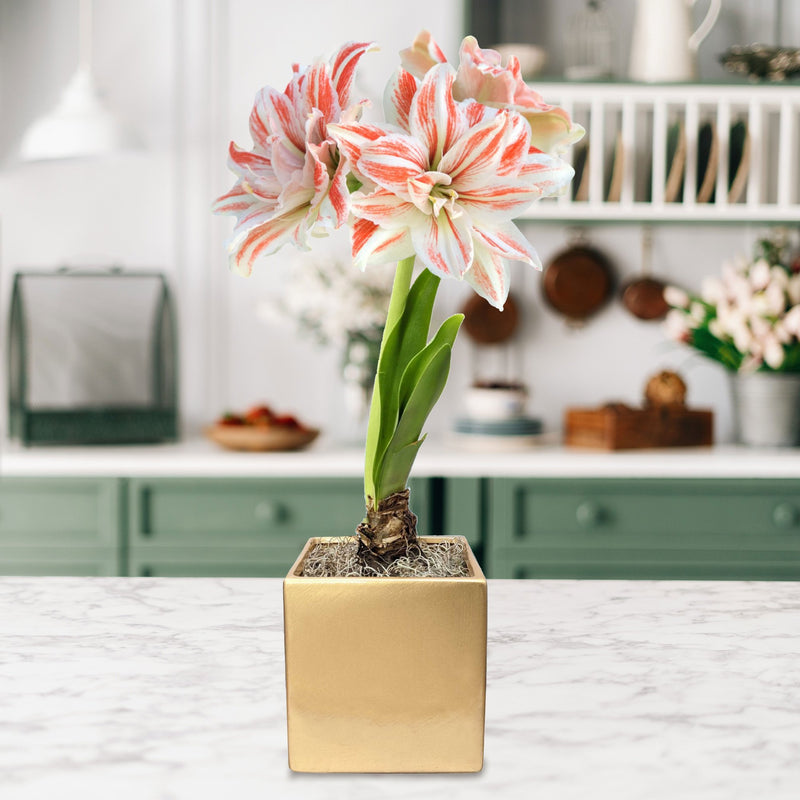 Salmon & White Amaryllis Dancing Queen in a gold square