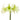 Amaryllis Evergreen bulbs for sale