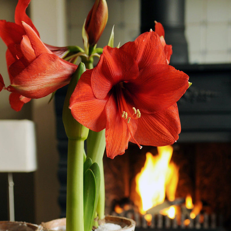 blooming red amaryllis