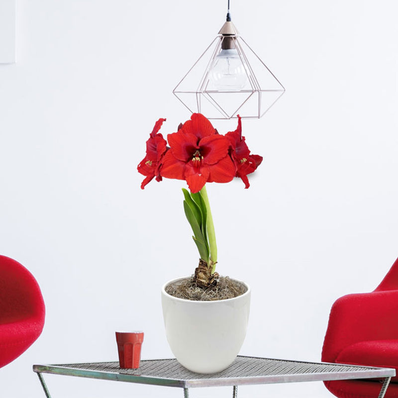 red amaryllis in a white pot