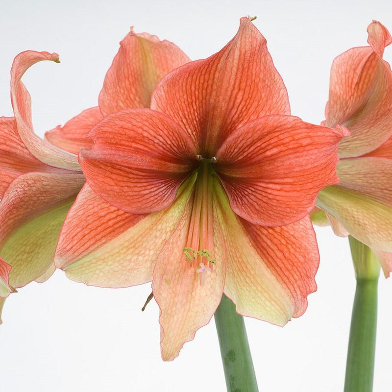 Red and Green Amaryllis Half and Half