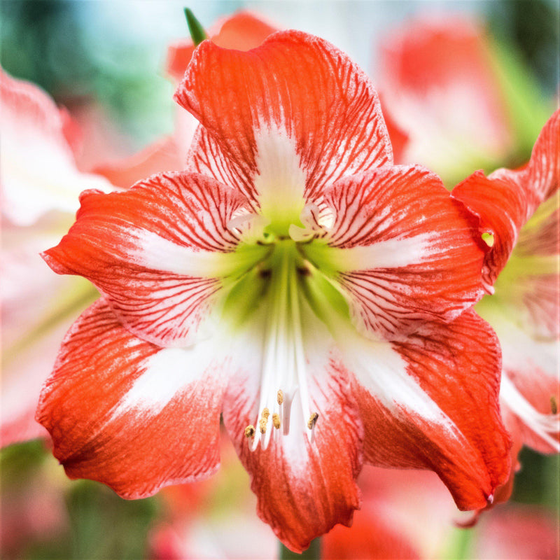 Red & White Amaryllis Bloom