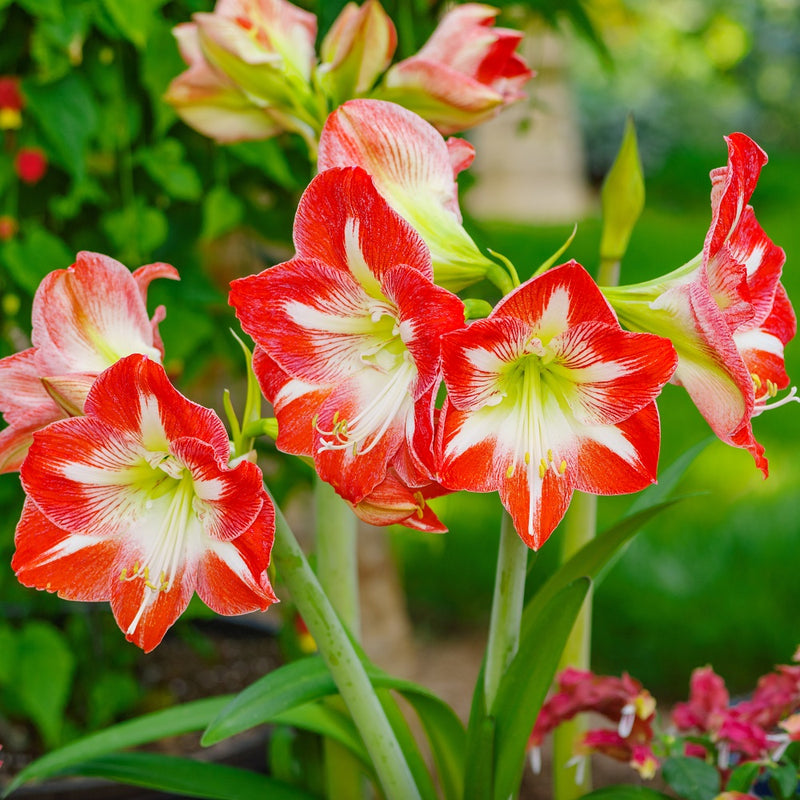 Red, White, and Green Amaryllis Minerva Flowers