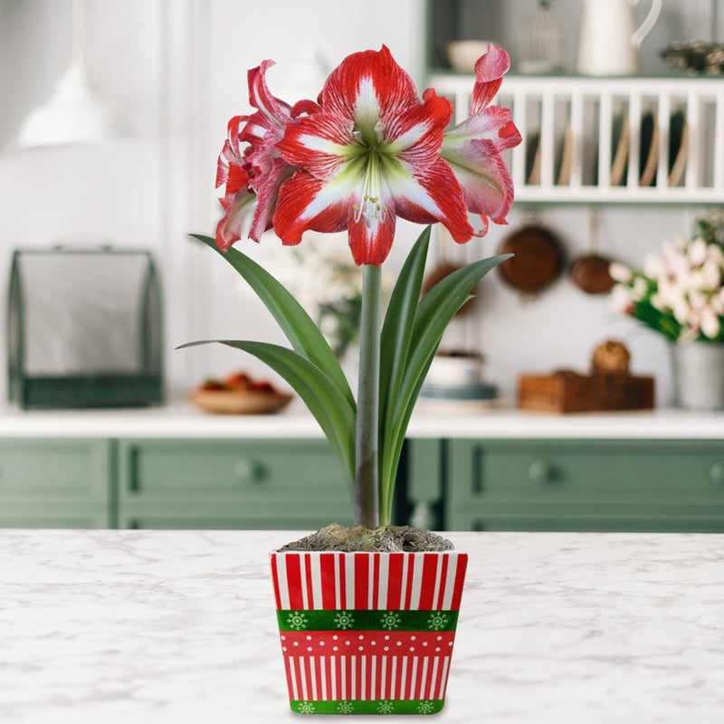 Red & White Amaryllis Minerva in a holiday square