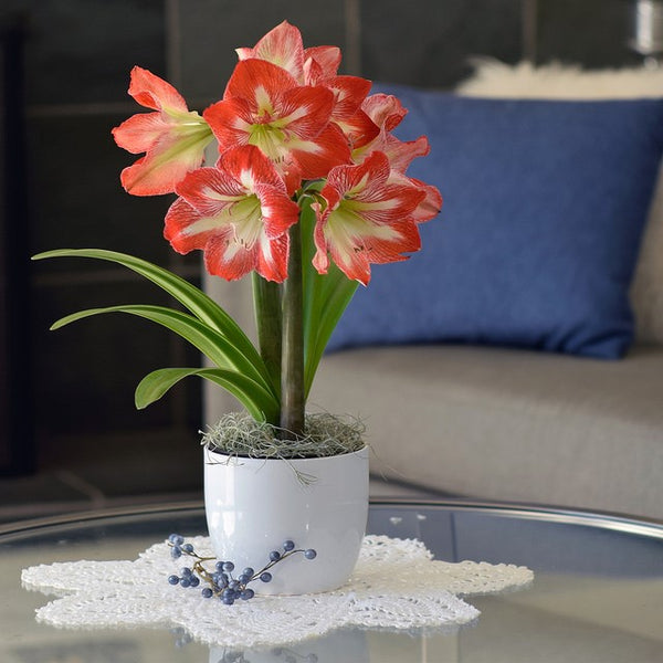 Buy Pre-Planted Amaryllis Gifts Online – Easy To Grow Bulbs