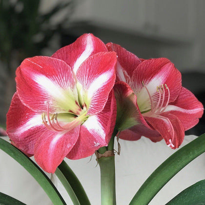 Red With White Star Amaryllis Bulbs For Sale | Monte Carlo – Easy To