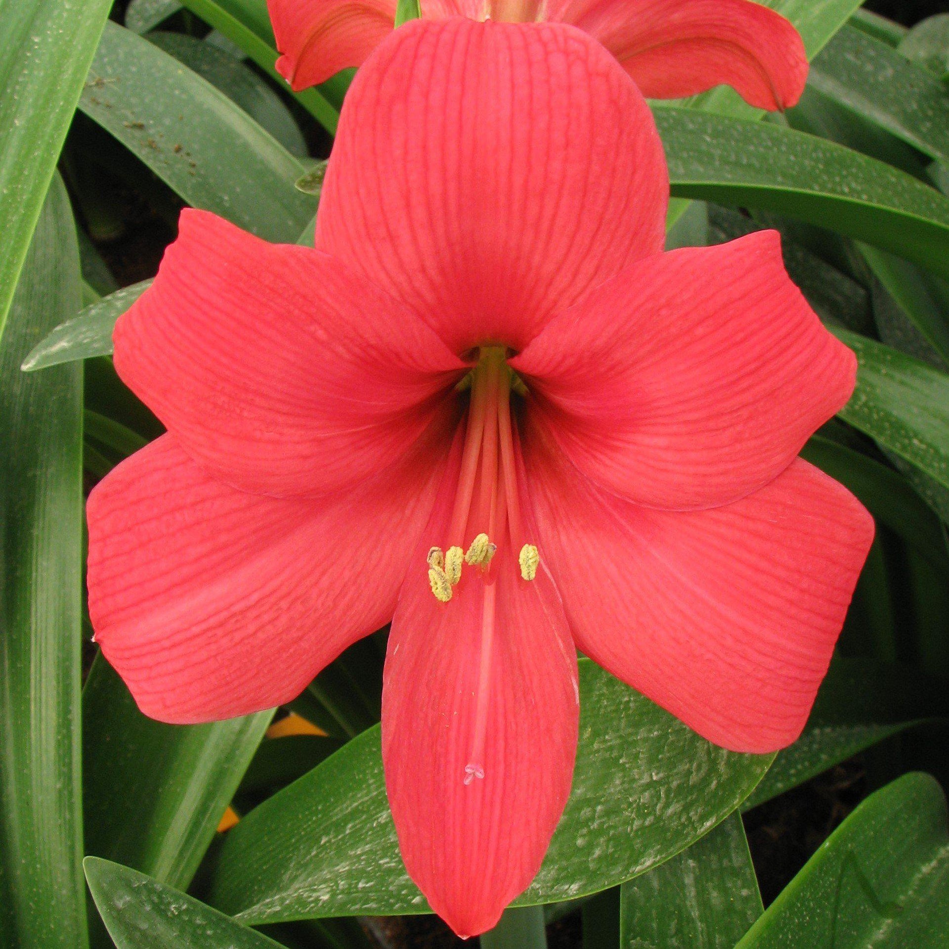 Amaryllisページ Amaryllis_Pink_Pizzazz.ASAD.