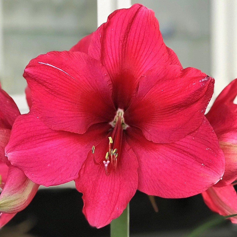 Amaryllis Pink Surprise Flower