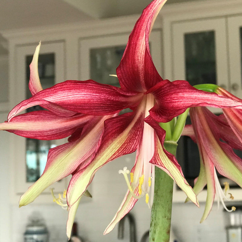 Green Highlights of Amaryllis Quito