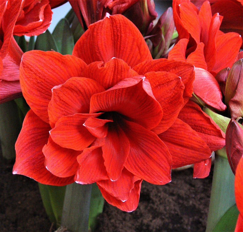 Amaryllis Red Peacock Front View