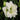 Double-Blooming White Amaryllis