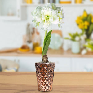 white double amaryllis in a rose gold vase gift