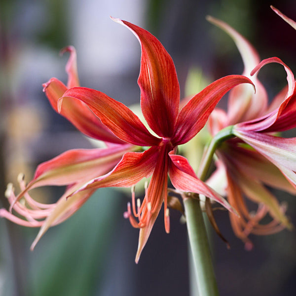 Amaryllis Sumatra Bulb For Sale | Rich Salmon - Cybister – Easy To