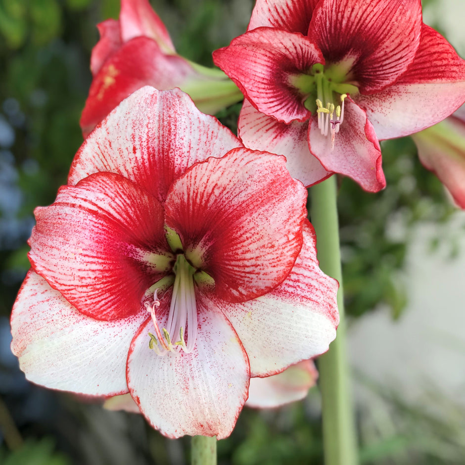 Amaryllis bulbs for sale online easy to grow easy to grow bulbs