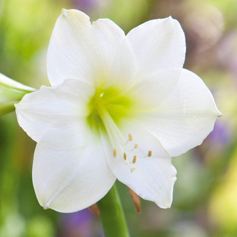 Single-Flowering White Amaryllis
