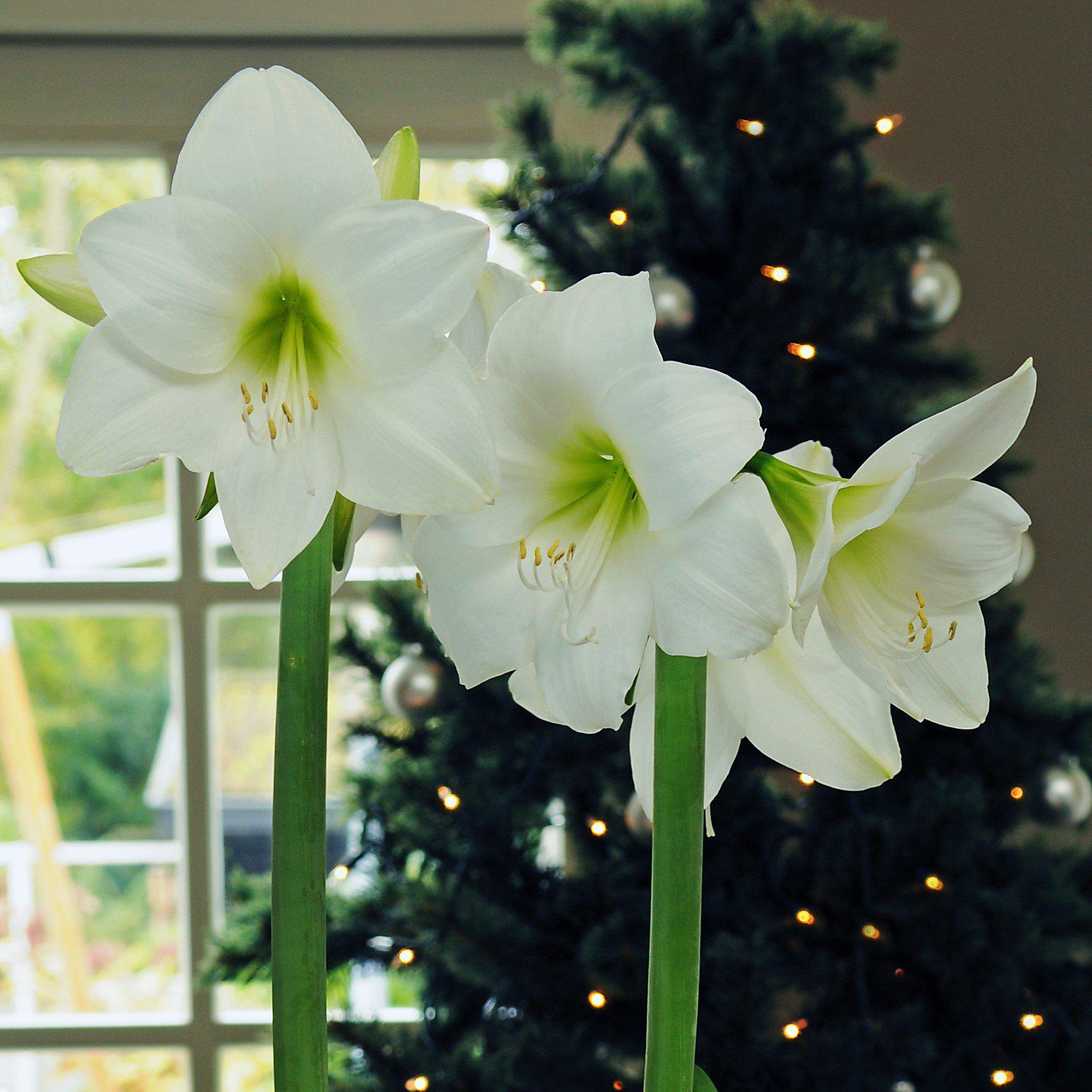 white christmas lilies Amaryllis