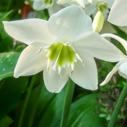 white lily buds Eucharis