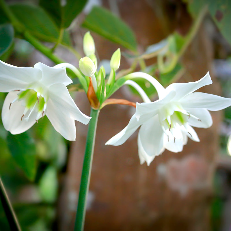 white amazon lily blooms